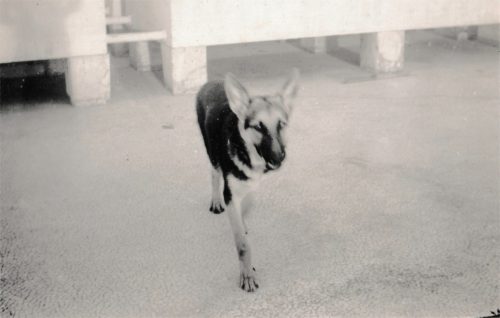 Tiger (Thana Factory)