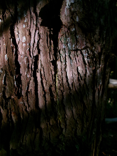 Bark in Closeup