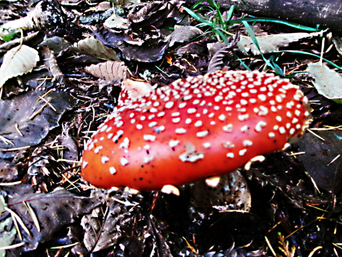 Red Toadstool