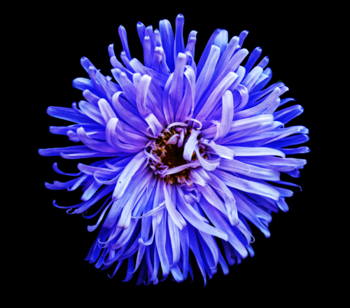 Purple Aster