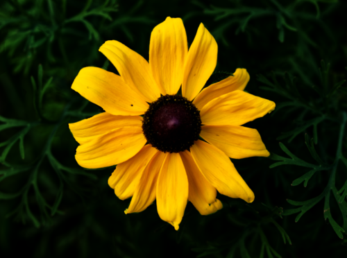 Black eyed Susan