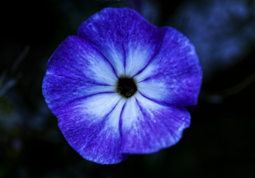 Purple Petunia