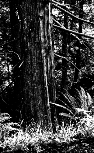 Cedar Trunk in BW