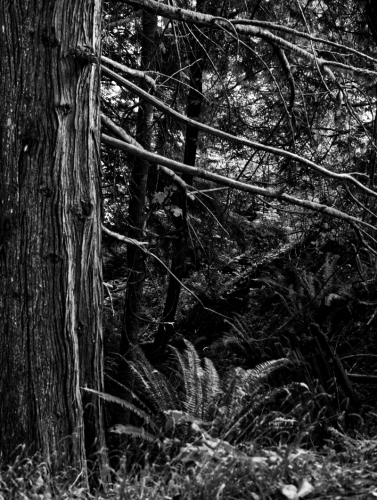 Cedar Branches in BW