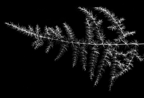 Fern in BW