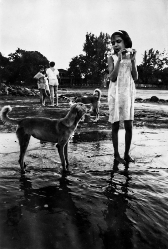 Stray dogs on the beach