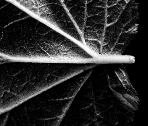 Leaf Base BW