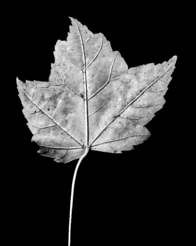 Autumn Leaf BW