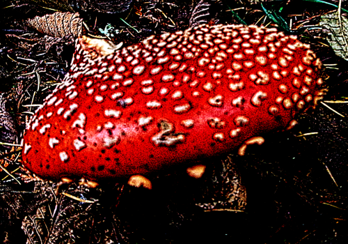Poisonous Shroom