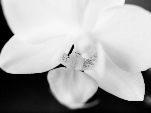Orchid BW