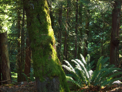 Mossy Treetrunk