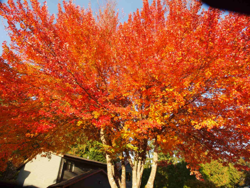 Orange Tree from Under