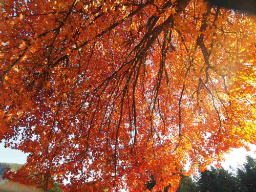 Orange Maple Branches