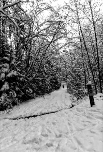 Winter forest path