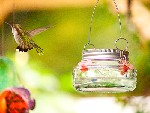 Hummingbird Leaving