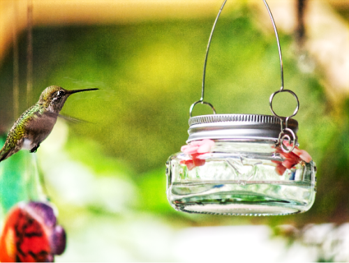 Hummingbird on the Lookout