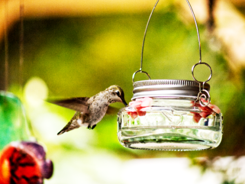 Hummingbird Feeding