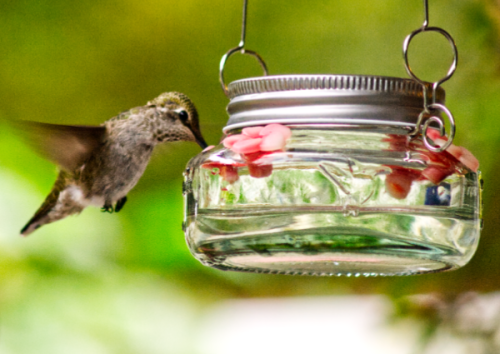 Hummingbird at lunch