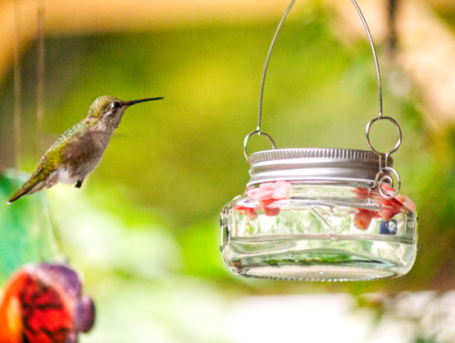 Hummingbird Hovering
