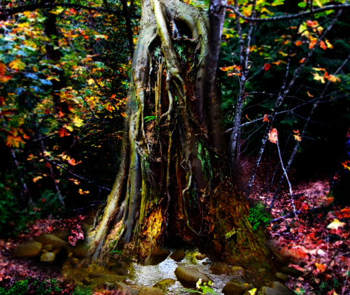 The Poem Tree Composite