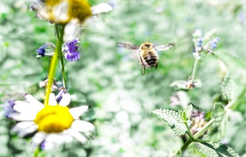 Flight of the Bumblebee