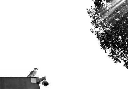 Lonely Seagull