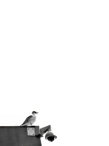 Seagull Minimalism