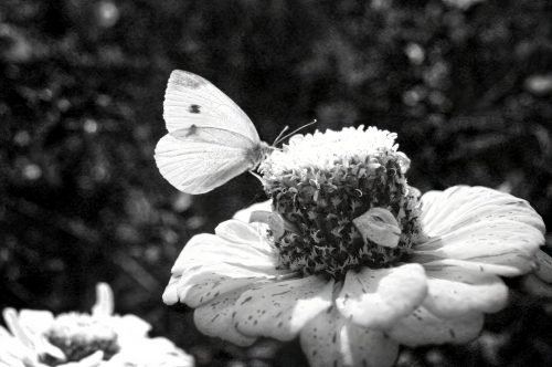 Butterfly B/W