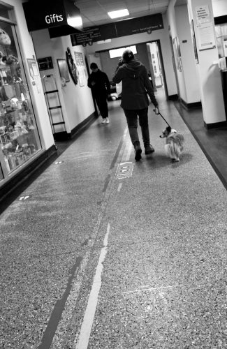 Hospital Service Dog