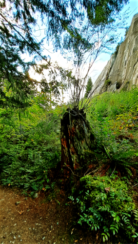 Tree stump